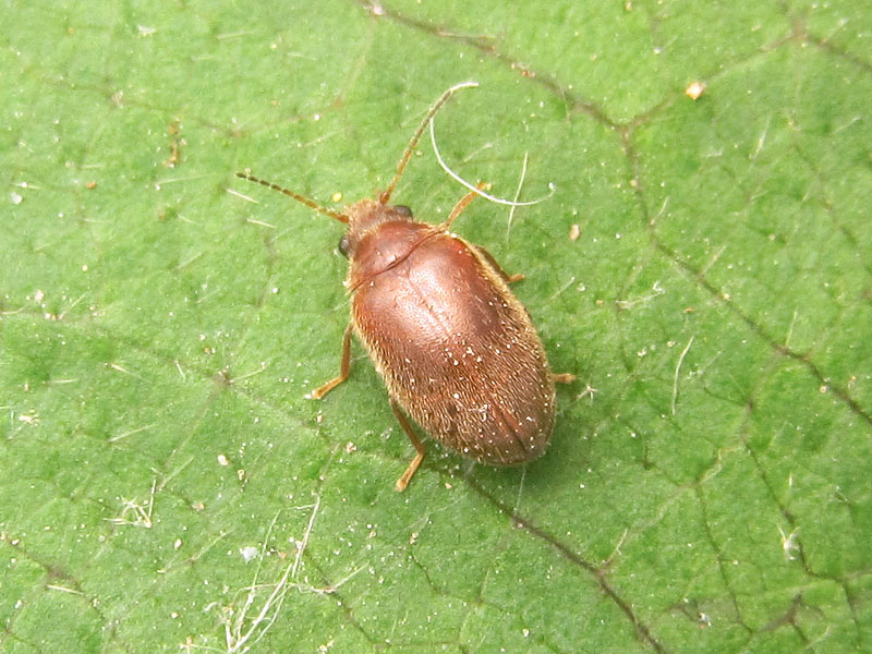 Scirtidae:  cfr.  Cyphon sp.